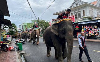 Hình ảnh 7 con voi diễu hành tiễn biệt "vua voi" Tây Nguyên