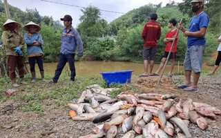 Cá của nhiều hộ dân chết hàng loạt, nghi bị đầu độc bằng hóa chất