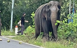 Bất ngờ phát hiện voi đi lang thang ngoài đường ở Quảng Nam