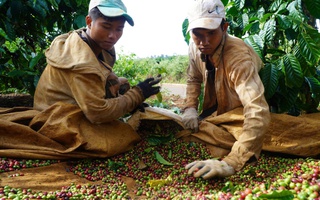 Giá cà phê ổn định, minh bạch hơn với sàn giao dịch, nhưng... cẩn trọng!