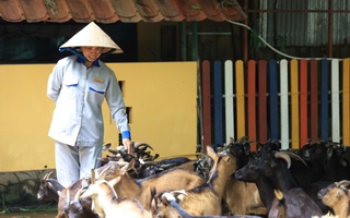 Nợ hàng trăm tỉ đồng nhưng Thảo Cầm Viên Sài Gòn vẫn còn tiền gửi ngân hàng