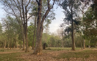 Vườn cao su trăm tuổi ở Đồng Nai