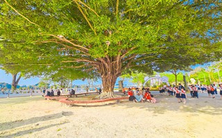 Bạn đã biết gì về cây sanh cổ thụ ở quảng trường Quốc học Huế?