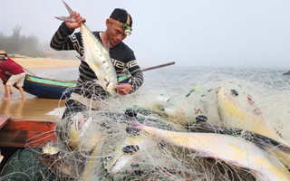 Một ngư dân Quảng Bình trúng đậm mẻ cá bè đầu năm