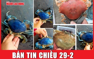 Bản tin chiều 29-2: Cua biển Cà Mau có nhiều màu sắc lạ: Khả năng do đột biến gen