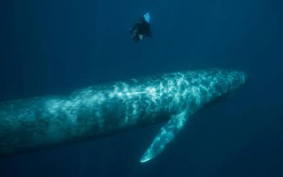 Phát hiện DNA "ma" ở cá voi xanh: Do giao phối với loài khác