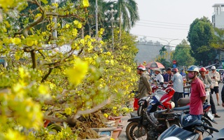 Tấp nập chợ hoa xuân Đà Nẵng, Quảng Ngãi ngày giáp tết