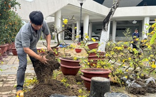 Mai đại hạ giá vẫn ế, nhiều tiểu thương đập chậu lấy gốc chở về 