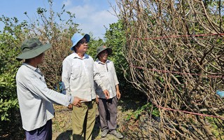Những tỉ phú nông dân ở làng mai Bình Lợi