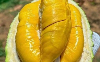 Sầu riêng Musang King hết sốt giá