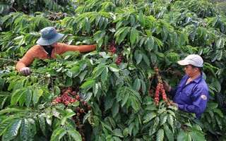 Nỗ lực xuất khẩu cà phê đạt 5 tỉ USD (*): Lan tỏa giá trị, tuân thủ "sân chơi"