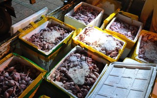 Bắt giữ hơn 2 tấn thịt chim cút bốc mùi hôi thối từ Đồng Nai ra Hà Nội tiêu thụ
