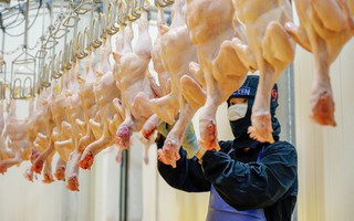 Thịt gia cầm khai phá thị trường Halal