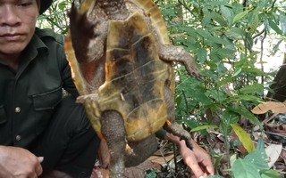 Phát hiện loài rùa đầu to cực kỳ quý hiếm