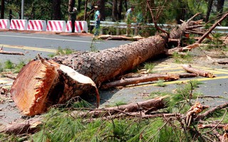 Sau sạt lở, cưa hạ khẩn cấp 15 cây thông lớn trên đèo Prenn