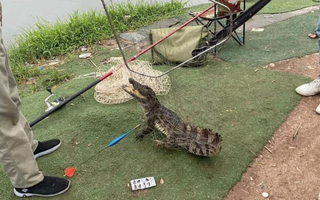 Làm rõ việc bắt được cá sấu ở một hồ câu tại Hà Nội