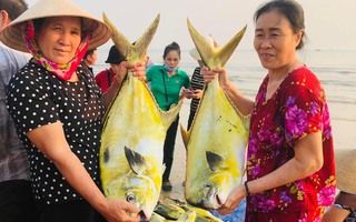Ngư dân Hà Tĩnh “trúng” mẻ cá vàng dương, thu về hơn 300 triệu đồng