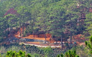 Làm rõ nguyên nhân nhiều cây thông bị chết trong dự án Núi Hoa Đà Lạt
