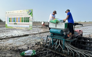 "Lúa xanh", gạo ngon, nông dân lợi kép