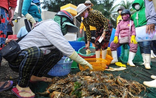 Xác định nguyên nhân tôm hùm chết hàng loạt ở Phú Yên