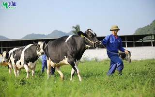 Công ty sữa lâu đời nhất Việt Nam sắp lên sàn chứng khoán