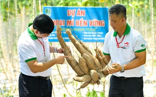 Ứng dụng kĩ thuật canh tác mới từ Ajinomoto, năng suất khoai mì tăng mạnh lên 40 tấn/ha