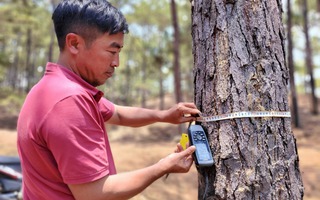 Ông Nguyễn Thái Học: Không chấp nhận việc giấu giếm khuyết điểm trong bảo vệ rừng