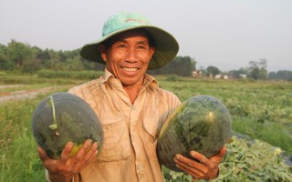 Dưa hấu được mùa được giá, nông dân Quảng Nam "trúng lớn"