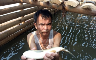 Cá chết hàng loạt trên sông Mã không phải do dịch bệnh