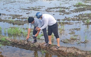 Thủ tướng giao 3 Bộ làm rõ nguyên nhân lúa chết do nhiễm mặn "bí ẩn"