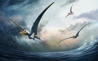 Lộ diện quái vật bay 100 triệu tuổi, sải cánh gấp đôi đại bàng