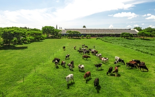 Tạo hệ sinh thái nông nghiệp bền vững để đến Net Zero