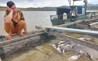 Cá lăng chết trắng trên hồ thủy điện Yaly