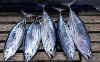 Doanh nghiệp gặp khó vì chỉ được đánh bắt cá ngừ vằn từ 5 kg