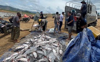 Cá chết trắng lòng hồ thủy điện Yaly: Do lưu lượng nước bất thường?