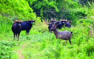 "Danh lục xanh" cho Vườn quốc gia Cát Tiên
