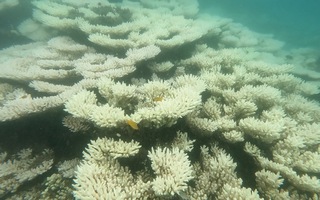 Côn Đảo tạm dừng các hoạt động bơi lội, lặn xem san hô tại nhiều địa điểm