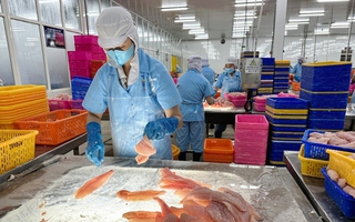 Giá xuất khẩu cá tra sẽ tăng 10%