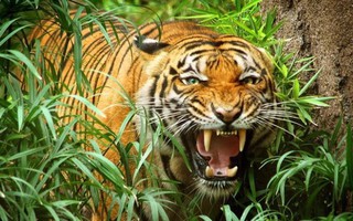 Hổ lớn lại xuất hiện ở rừng Quảng Bình?