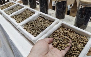 Sốc với giá cà phê Robusta