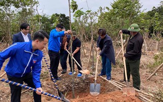 Thông tin mới về cây chết ở dự án trồng rừng của ca sĩ Hà Anh Tuấn tại Đà Nẵng