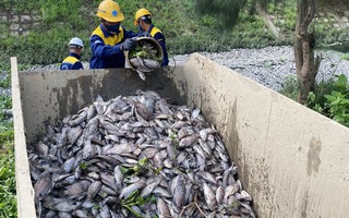 Điều tra nguyên nhân cá chết hàng loạt tại các kênh Đà Nẵng