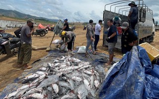 Kết quả kiểm nghiệm nguồn nước lòng hồ thủy điện Yaly có cá chết trắng