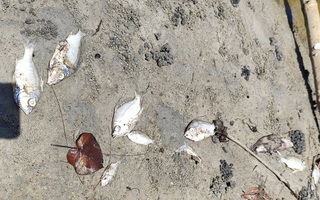 Tìm nguyên nhân cá chết bất thường trên sông Mỹ Gia