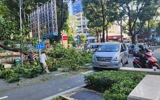 Cây tét nhánh rơi ở giao lộ trung tâm TP HCM