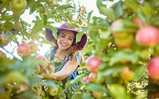 Cơ hội sang New Zealand làm thời vụ thu nhập 3,5 triệu đồng/ngày