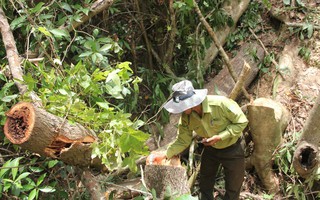 Bí mật sau những chuyến xe chở cây rừng ở Quảng Trị: Loại bỏ nhiều tọa độ cây bị cưa hạ (?!)