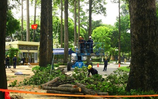 An toàn cho không gian xanh ở TP HCM: Chuẩn hóa quy định, kỹ thuật chăm sóc cây xanh