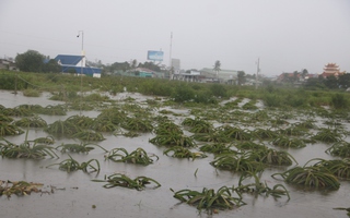 "Thủ phủ thanh long" Bình Thuận ngập nặng sau cơn mưa lớn