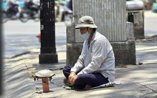 Mua bán rùa ở đường phố để phóng sanh, coi chừng lãnh án tù